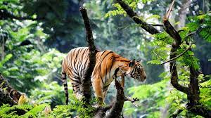 Coorg